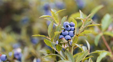 Wild blueberry production takes a dip in the face of drought